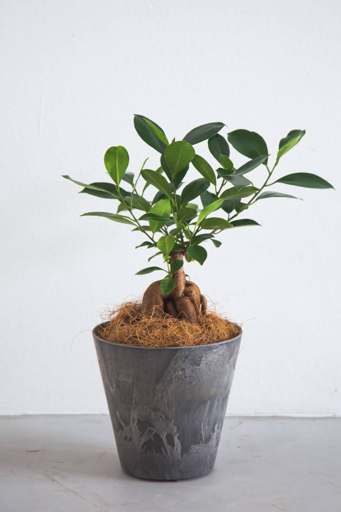 観葉植物 ガジュマル 4号鉢 公式 Hanaprime 花と植物のギフト通販