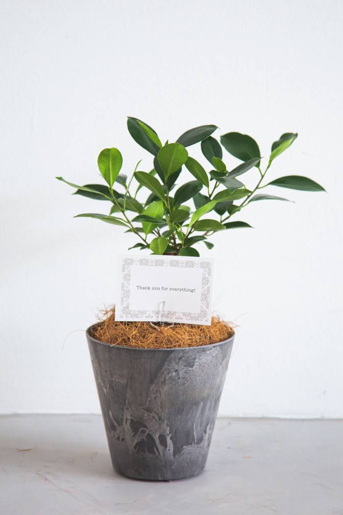 観葉植物 ガジュマル（4号鉢）