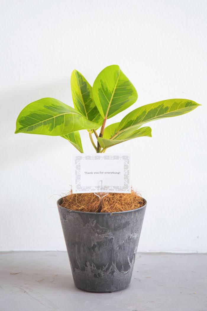 観葉植物 フィカス アルテシマ（4号鉢）