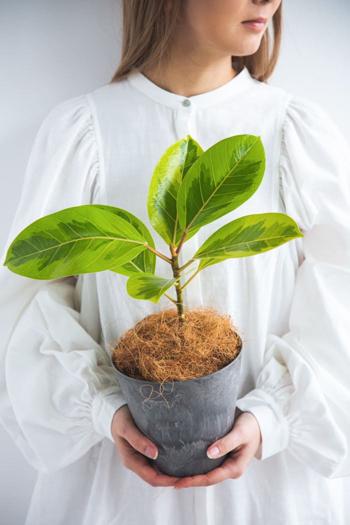 観葉植物 フィカス アルテシーマ（4号鉢）の写真3枚目