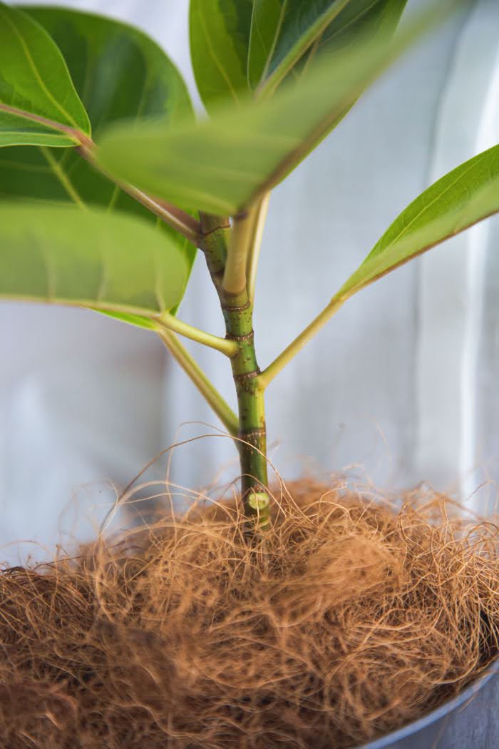 観葉植物 フィカス アルテシマ（4号鉢）の写真5枚目