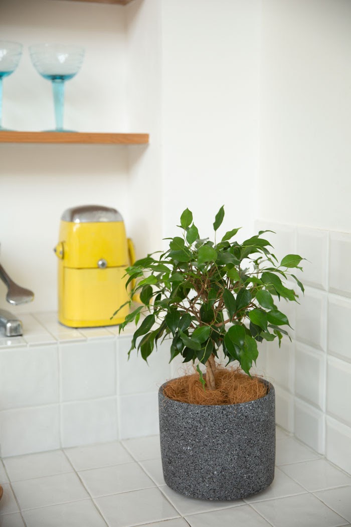 観葉植物 フィカス ベンジャミン 4号鉢 公式 Hanaprime 花と植物のギフト通販 観葉植物 フィカス ベンジャミン 4号鉢 公式 Hanaprime 花と植物のギフト通販