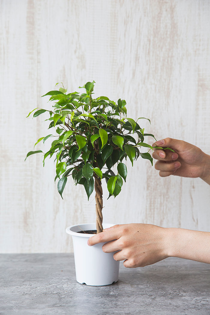 観葉植物 フィカス ベンジャミン 4号鉢 公式 Hanaprime 花と植物のギフト通販