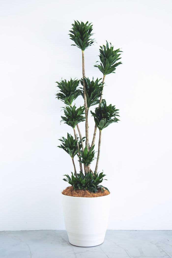 観葉植物 ドラセナ コンパクター 10号鉢 公式 Hanaprime 花と植物のギフト通販