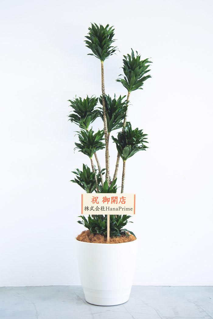 観葉植物 ドラセナ コンパクター（10号鉢）の写真2枚目