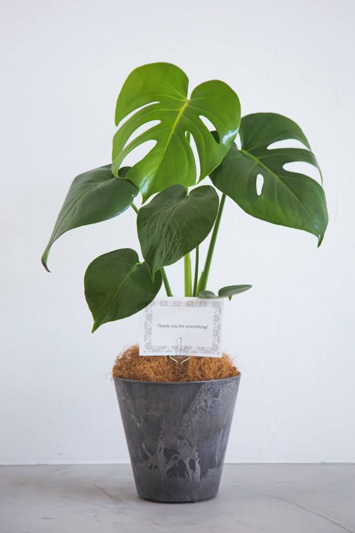 観葉植物 モンステラ（4号鉢）