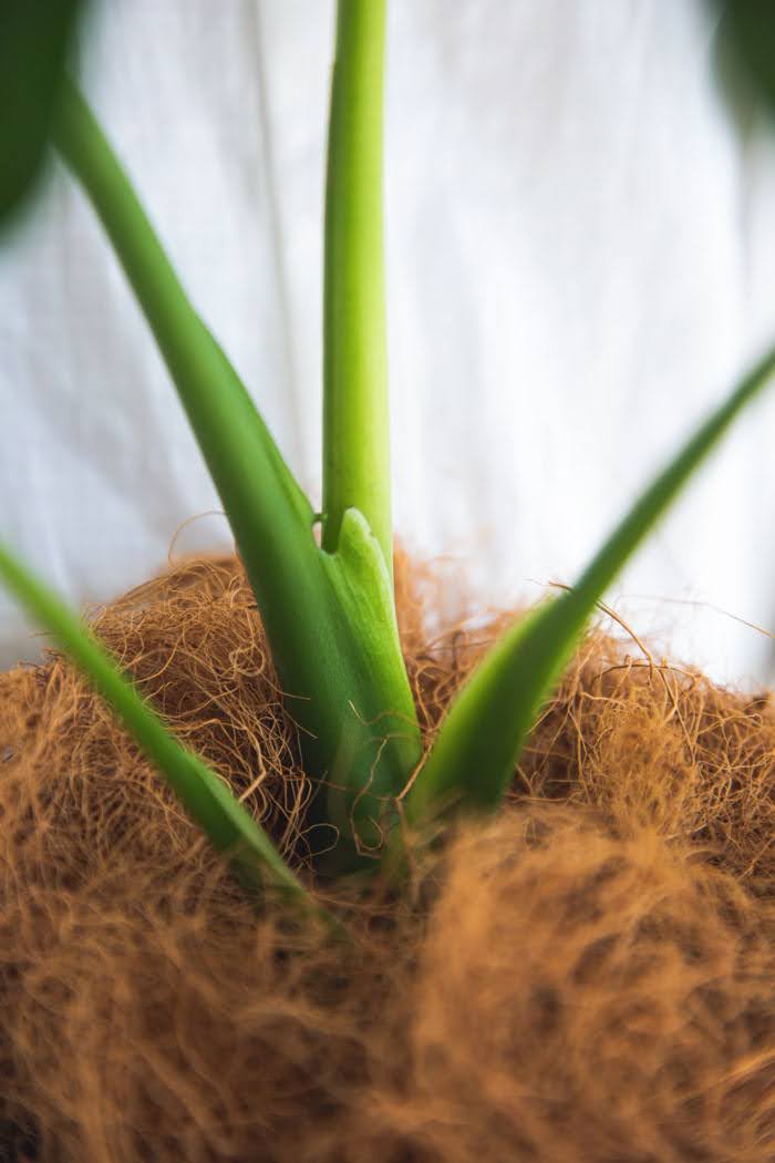 観葉植物 モンステラ（4号鉢）の写真7枚目