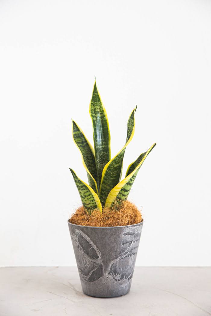 観葉植物 サンスベリア ローレンチ