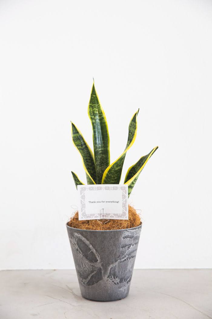 観葉植物 サンスベリア ローレンチ（4号鉢）｜HanaPrime（ハナプライム）