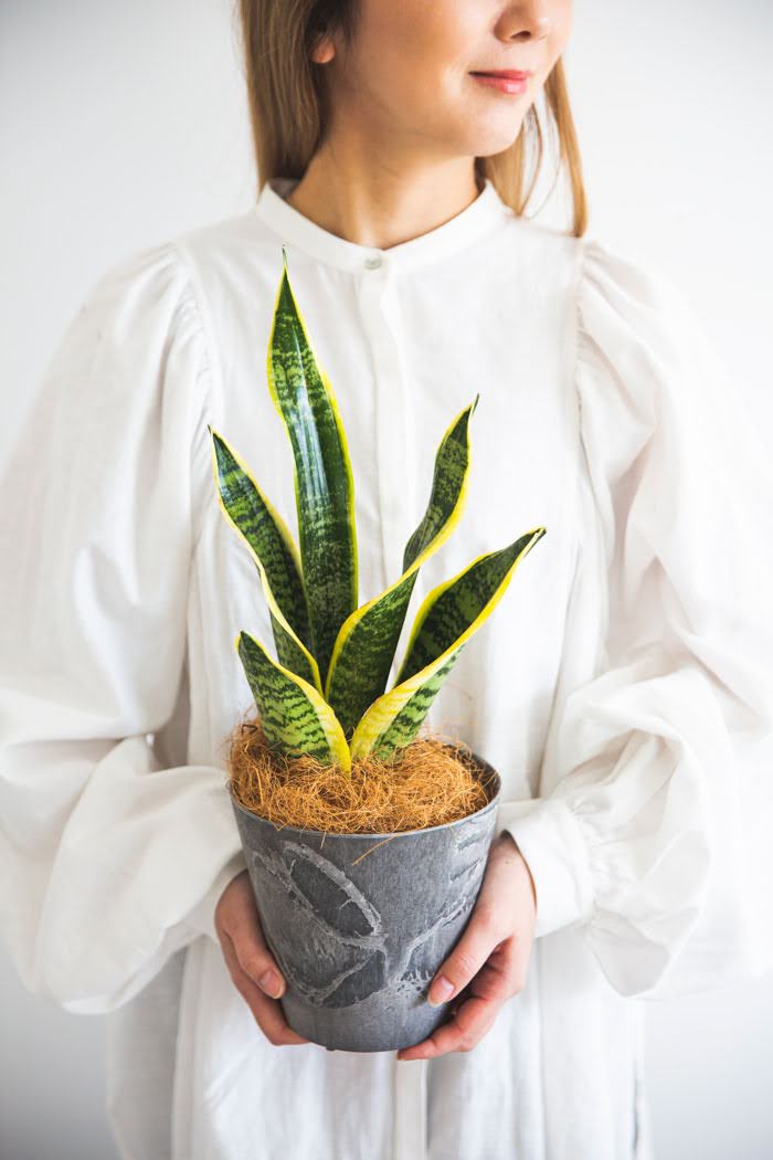 観葉植物 サンスベリア ローレンチ 4号鉢 公式 Hanaprime 花と植物のギフト通販