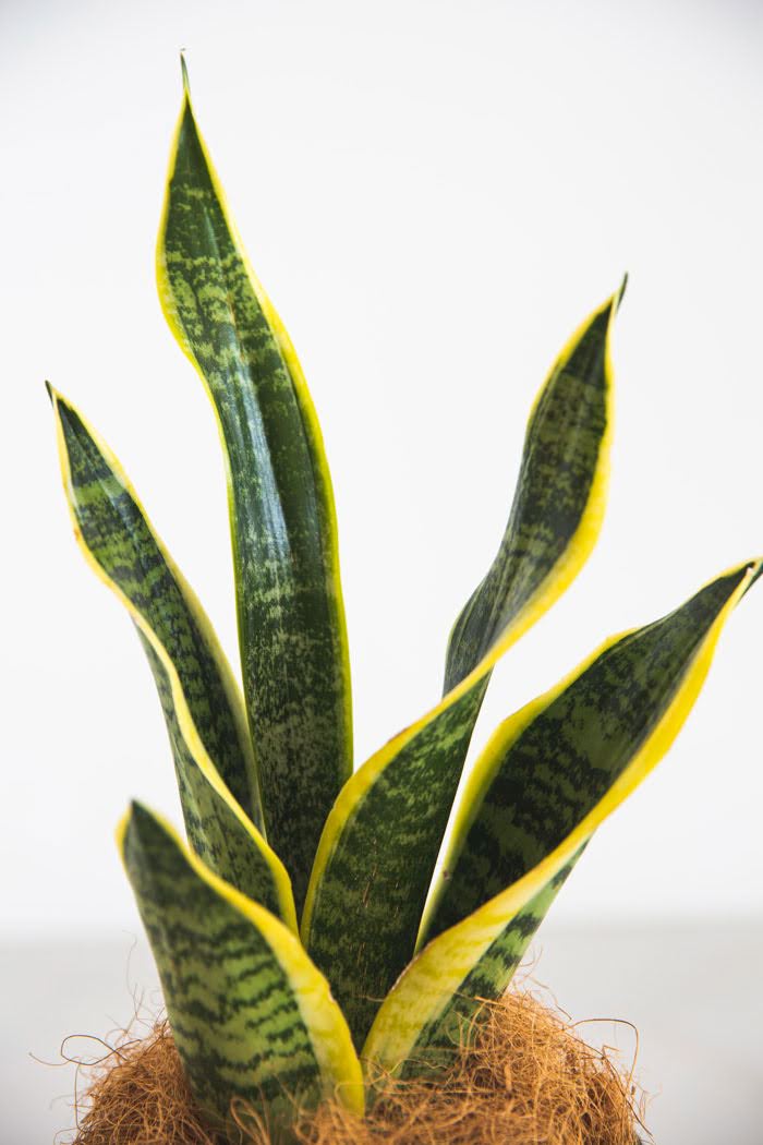 観葉植物 サンスベリア ローレンチ 4号鉢 公式 Hanaprime 花と植物のギフト通販