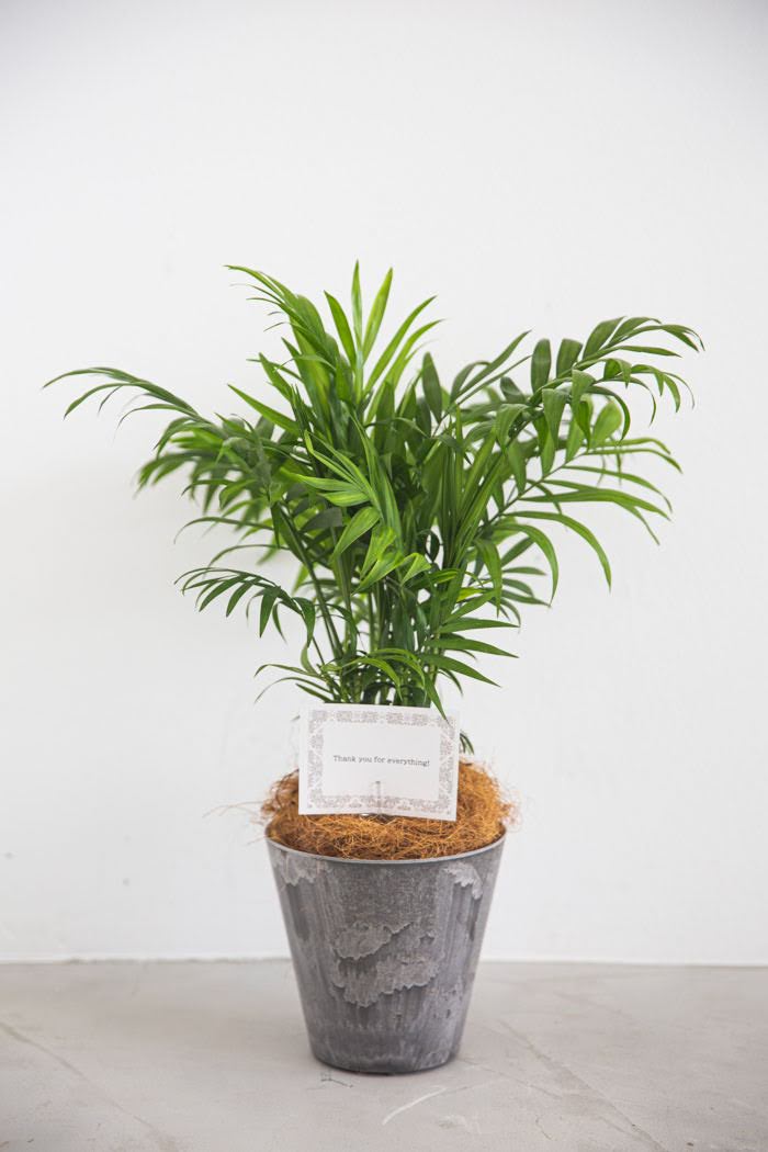 観葉植物 テーブルヤシ（4号鉢）