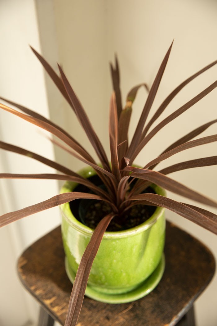 観葉植物 コルジリネ レッドスター 4号鉢 公式 Hanaprime 花と植物のギフト通販 観葉植物 コルジリネ レッドスター 4号鉢 公式 Hanaprime 花と植物のギフト通販