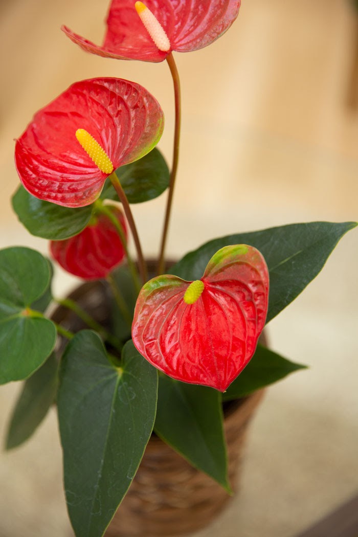 観葉植物 アンスリウム 4号鉢 公式 Hanaprime 花と植物のギフト通販