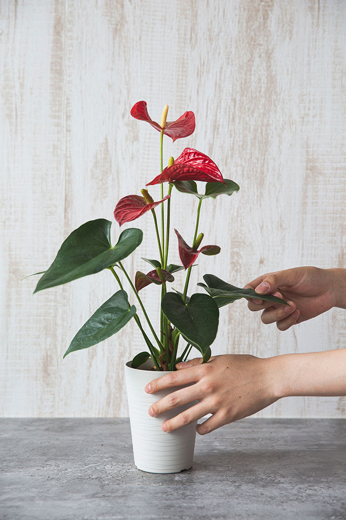 観葉植物 アンスリウム 4号鉢 公式 Hanaprime 花と植物のギフト通販