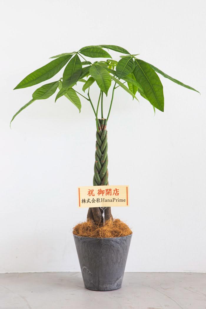 観葉植物 パキラ（6号鉢）