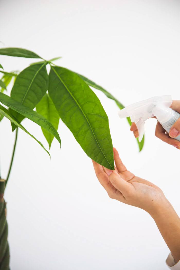 観葉植物 パキラ（6号鉢）の写真7枚目