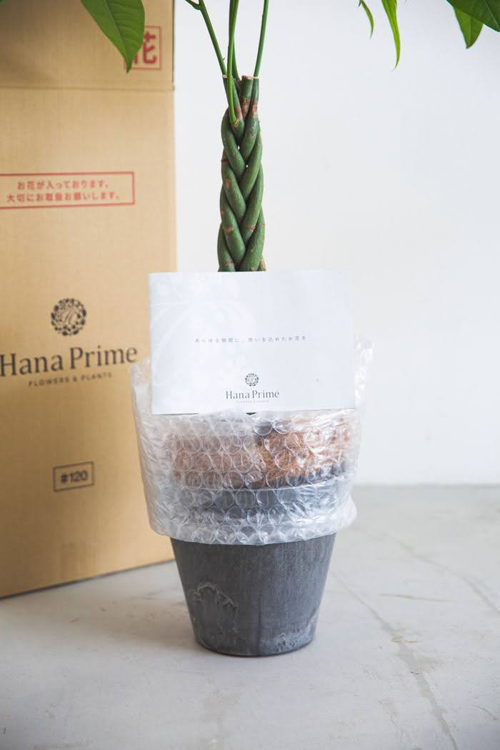 パキラ　6寸プラ鉢 パキラ 6号 | 観葉植物 | 送料無料でお届け - Hitohana（ひとはな）