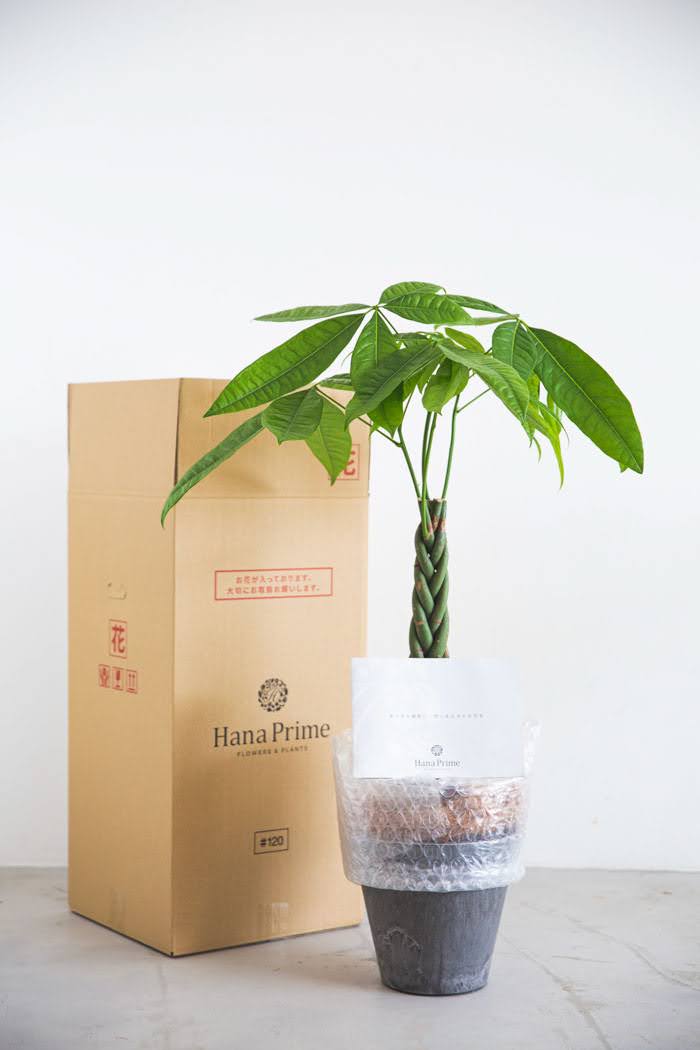 ハラ(タコの木）6号鉢 6角プレミアローズセレクション6号角深鉢ロサ