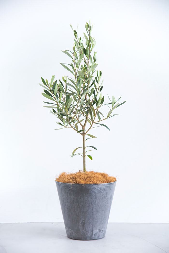 観葉植物 オリーブの木 6号鉢 公式 Hanaprime 花と植物のギフト通販