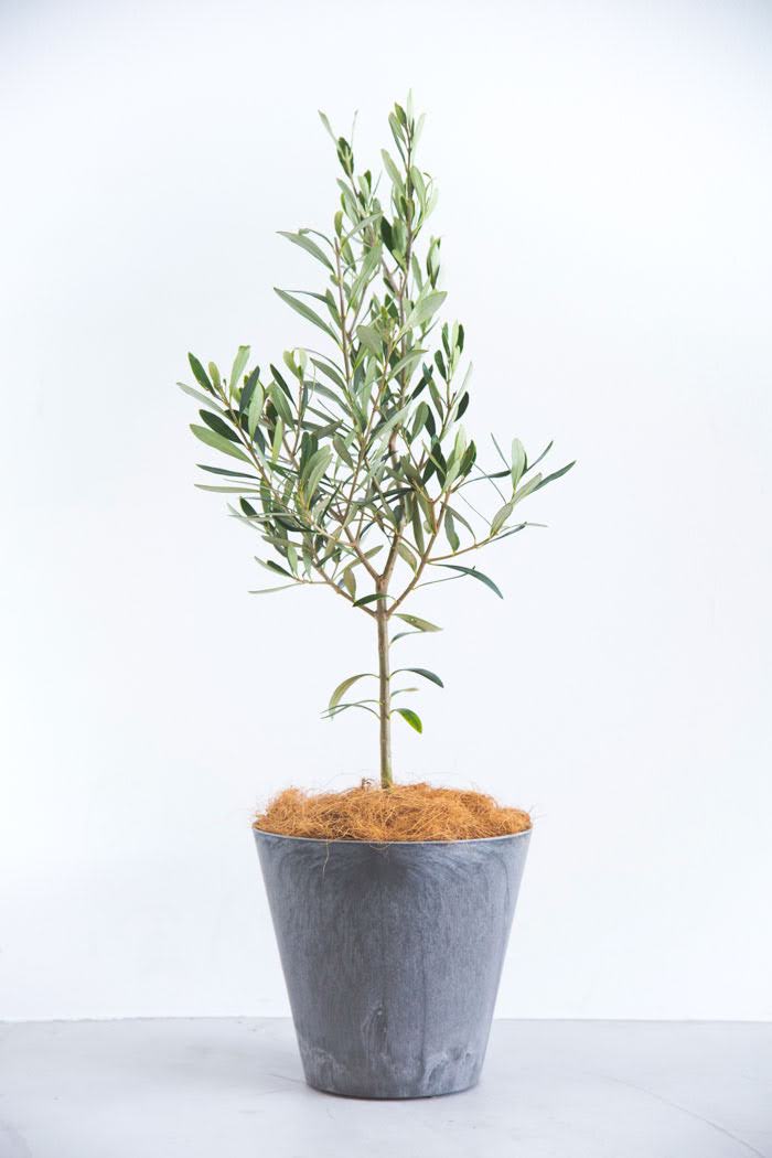 観葉植物　オリーブの木（6号鉢）の写真2枚目