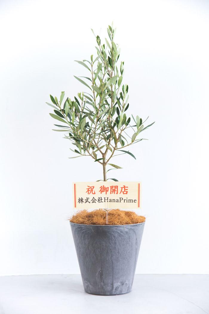 観葉植物 オリーブの木（6号鉢）