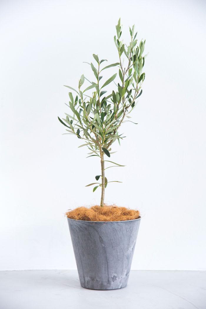 観葉植物 オリーブの木 6号鉢 公式 Hanaprime 花と植物のギフト通販
