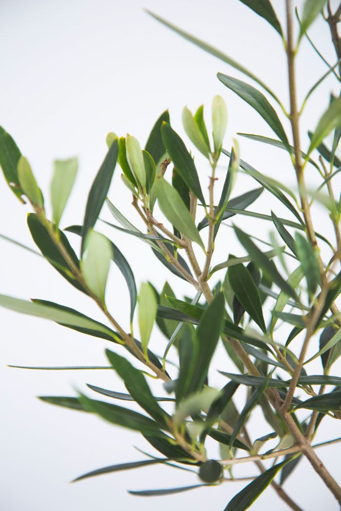 観葉植物　オリーブの木（6号鉢）の写真6枚目