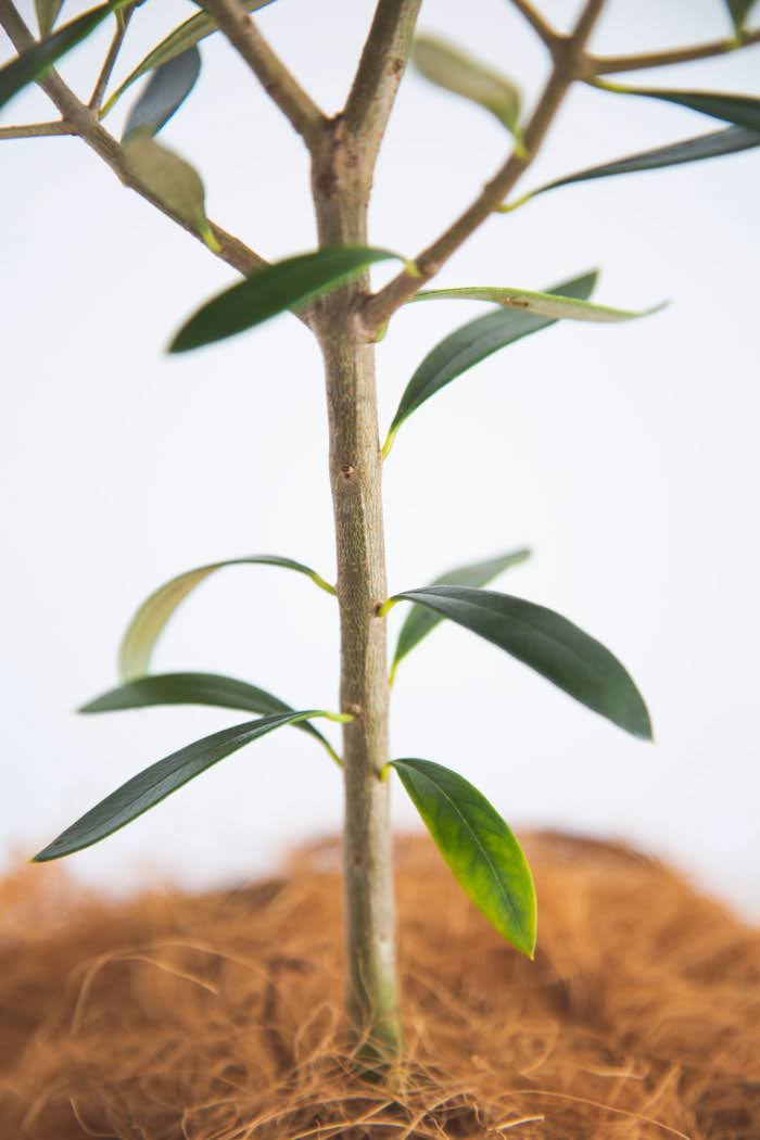 Mサイズの観葉植物 6号鉢 50cm 100cm 公式 Hanaprime 花と植物のギフト通販