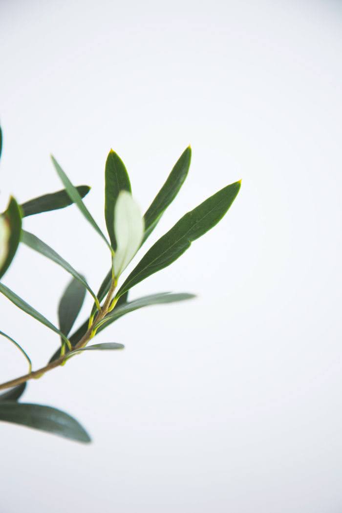 観葉植物 オリーブの木（6号鉢）の写真7枚目