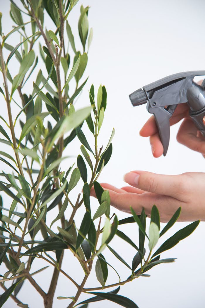 観葉植物 オリーブの木（6号鉢）の写真8枚目