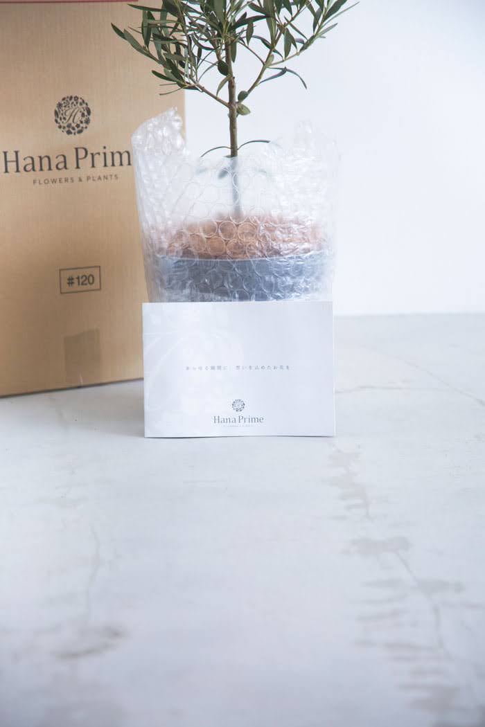 観葉植物 オリーブの木（6号鉢）の写真9枚目