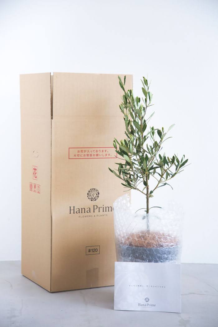 観葉植物 オリーブの木（6号鉢）の写真10枚目