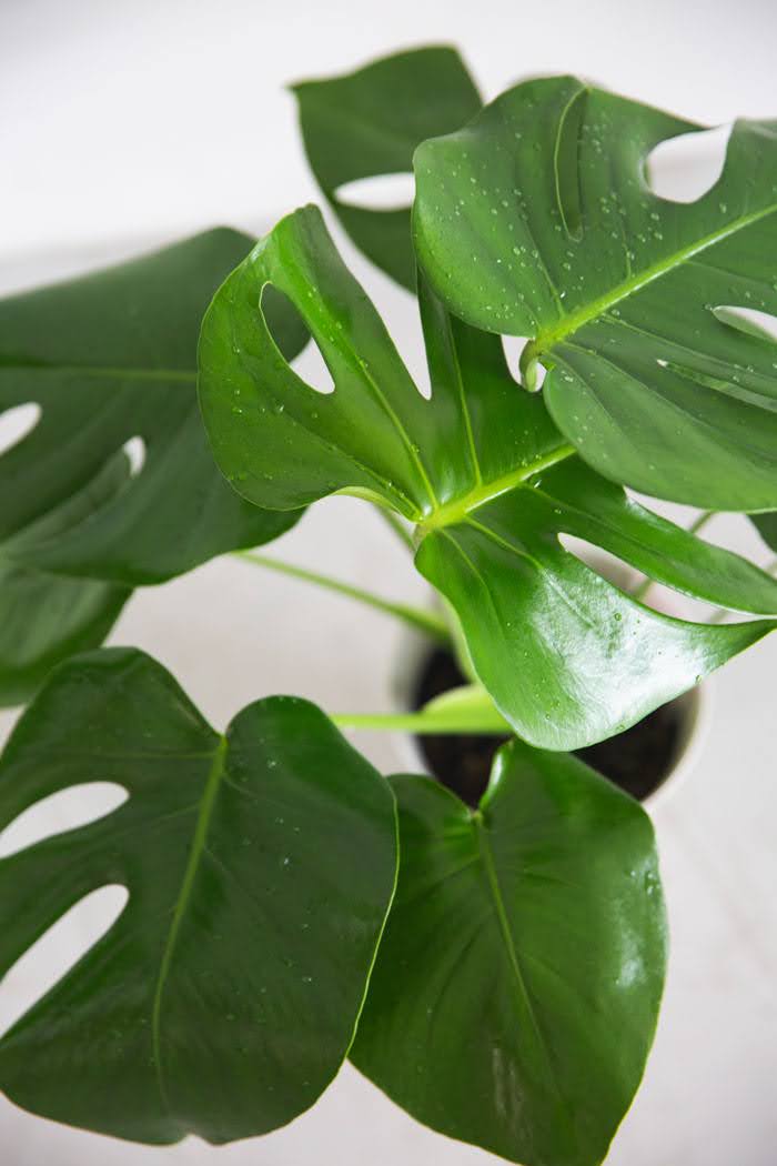 観葉植物 モンステラ（6号鉢）｜HanaPrime（ハナプライム）