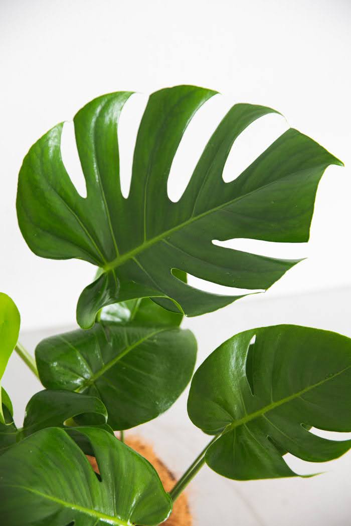 観葉植物 モンステラ（6号鉢）｜HanaPrime（ハナプライム）