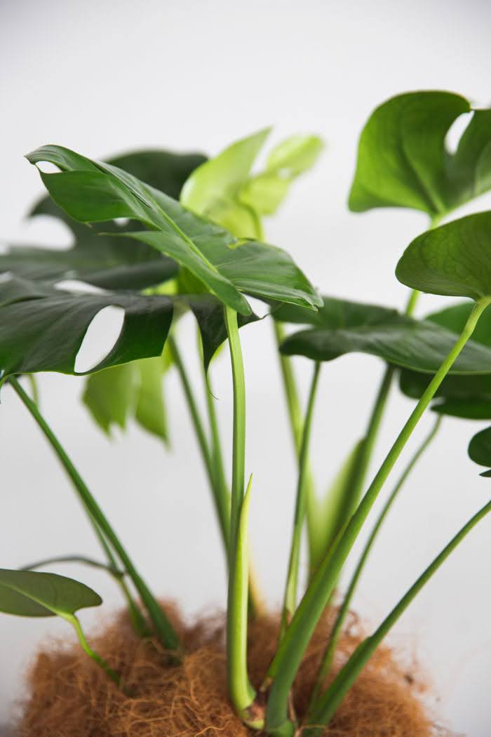 観葉植物 モンステラ（6号鉢）｜HanaPrime（ハナプライム）