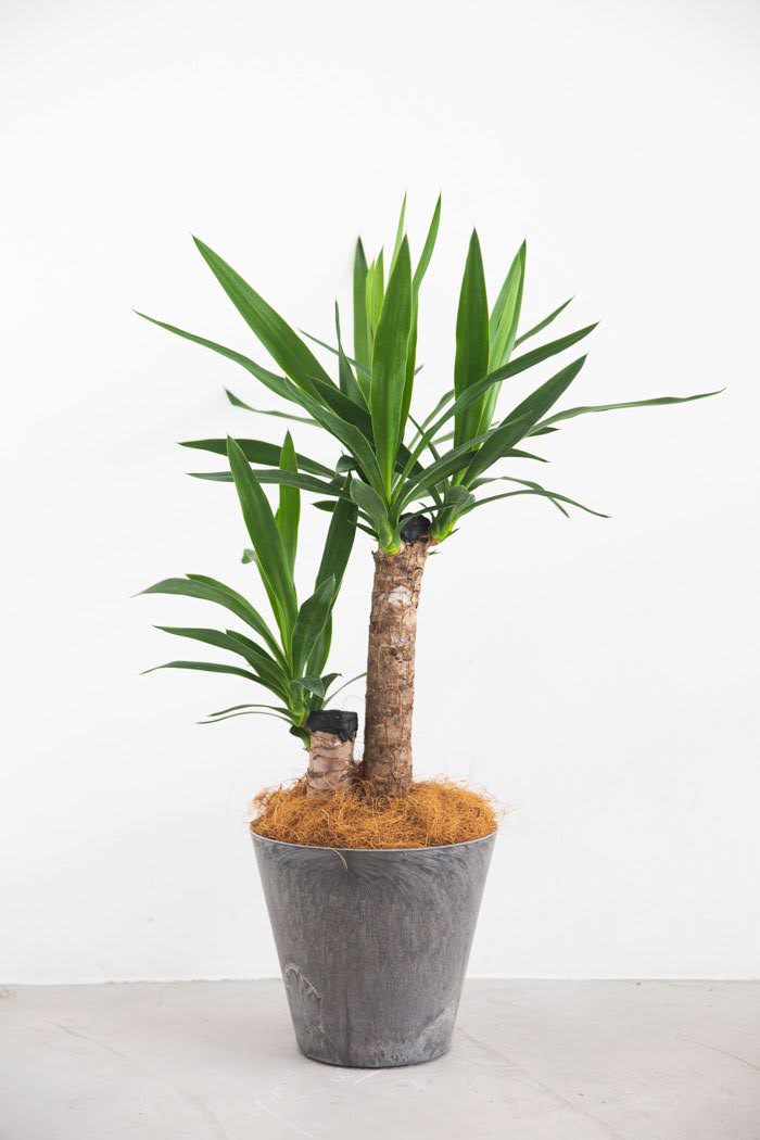 観葉植物 青年の木 ユッカ