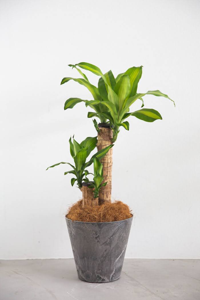観葉植物 幸福の木 ドラセナ マッサンゲアナ（6号鉢）