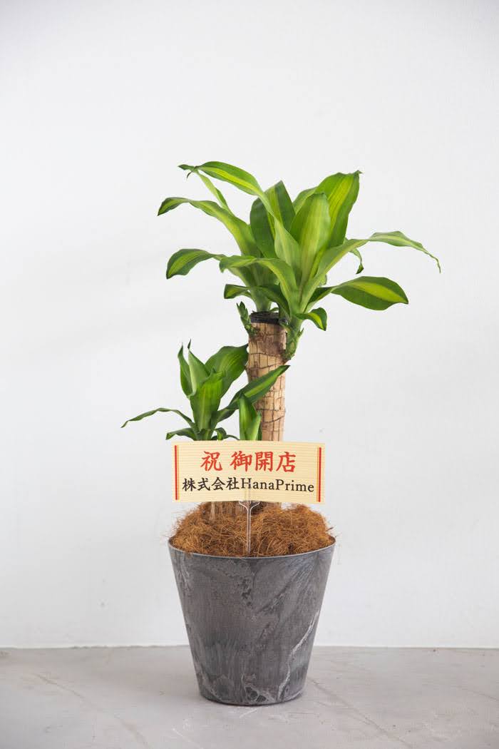 観葉植物 幸福の木 ドラセナ マッサンゲアナ（6号鉢）