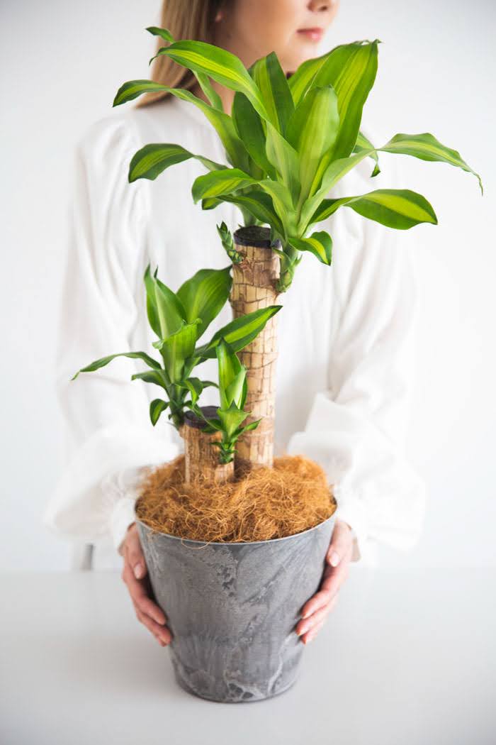 観葉植物 幸福の木 ドラセナ マッサンゲアナ（6号鉢）の写真4枚目