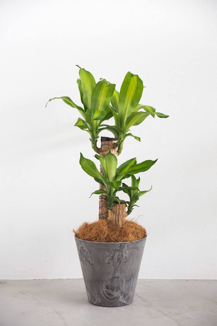 観葉植物 幸福の木 ドラセナ マッサンゲアナ 6号鉢 公式 Hanaprime 花と植物のギフト通販