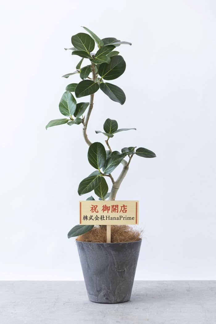 観葉植物 フィカス ベンガレンシス（6号鉢）