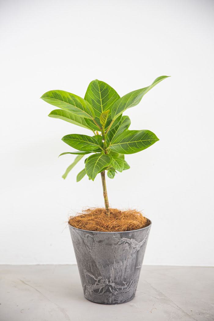 観葉植物 フィカス アルテシマ（6号鉢）の写真1枚目