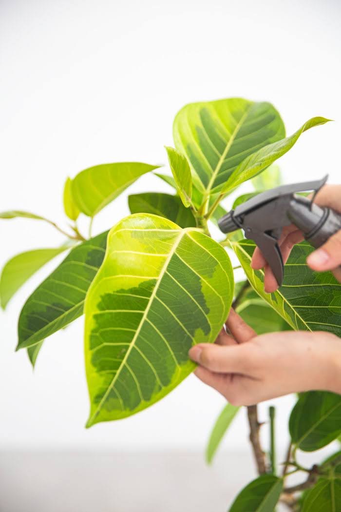 観葉植物 フィカス アルテシマ（6号鉢）の写真5枚目