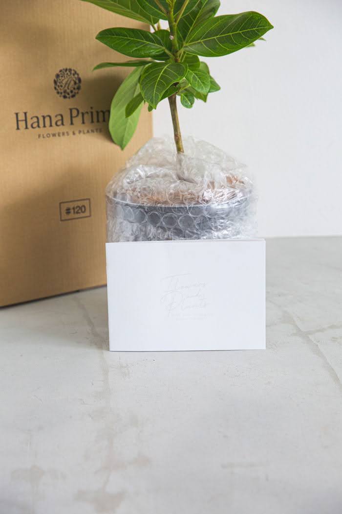 観葉植物 フィカス アルテシマ（6号鉢）｜HanaPrime（ハナプライム）