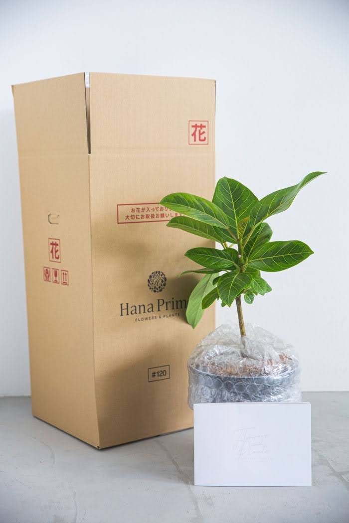 観葉植物 フィカス アルテシマ（6号鉢）｜HanaPrime（ハナプライム）