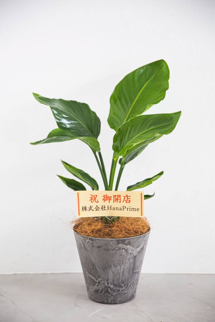 観葉植物 オーガスタ 6号鉢 公式 Hanaprime 花と植物のギフト通販