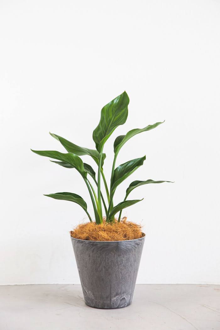 観葉植物 ストレチアレギネ 6号鉢 公式 Hanaprime 花と植物のギフト通販 観葉植物 ストレチアレギネ 6号鉢 公式 Hanaprime 花と植物のギフト通販
