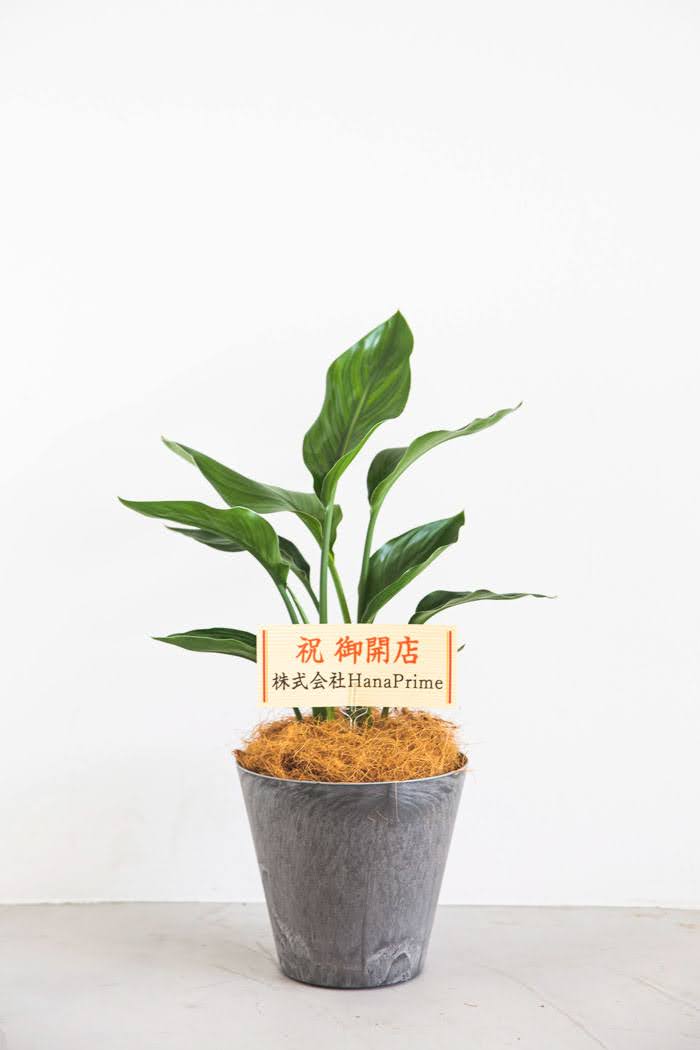 観葉植物 ストレリチアレギネ（6号鉢）