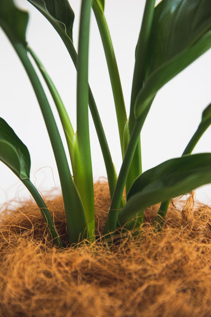 観葉植物 ストレリチアレギネ（6号鉢）｜HanaPrime（ハナプライム）